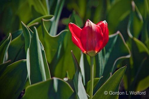 First Tulip_15754.jpg - Photographed at Ottawa, Ontario - the capital of Canada.